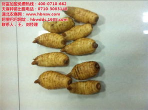 天麻 天麻種植技術(shù) 招商加盟 認(rèn)證商家 高清圖片 高清大圖