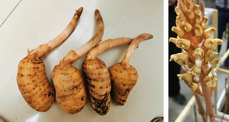 昆明植物所在天麻活性物質(zhì)研究中取得進展